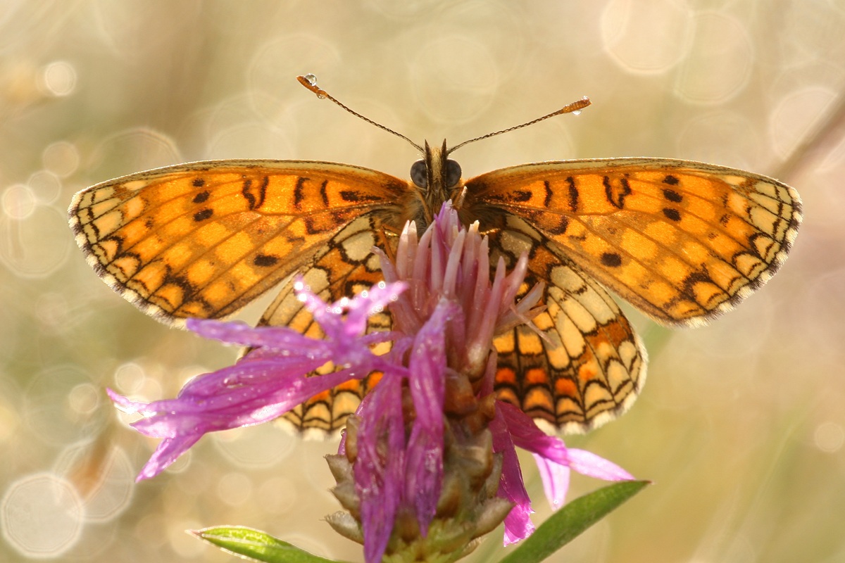 Melitaea athalia
