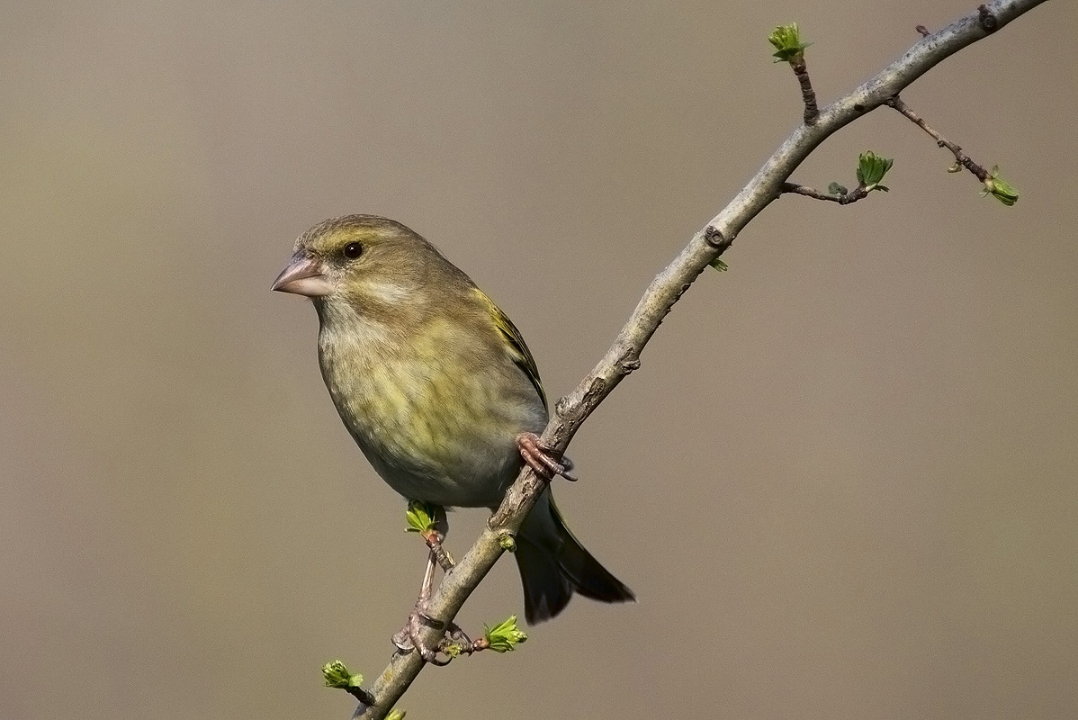 verdone di primavera
