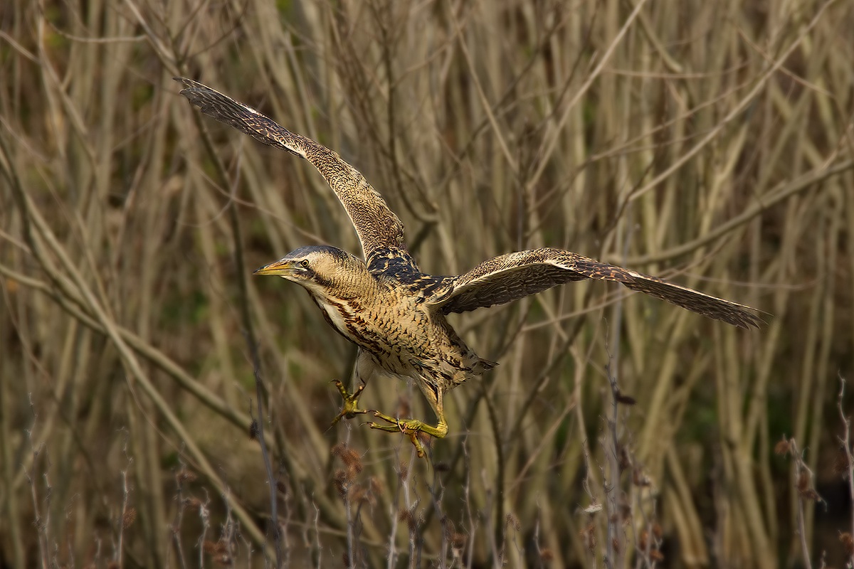 Out of nowhere .....