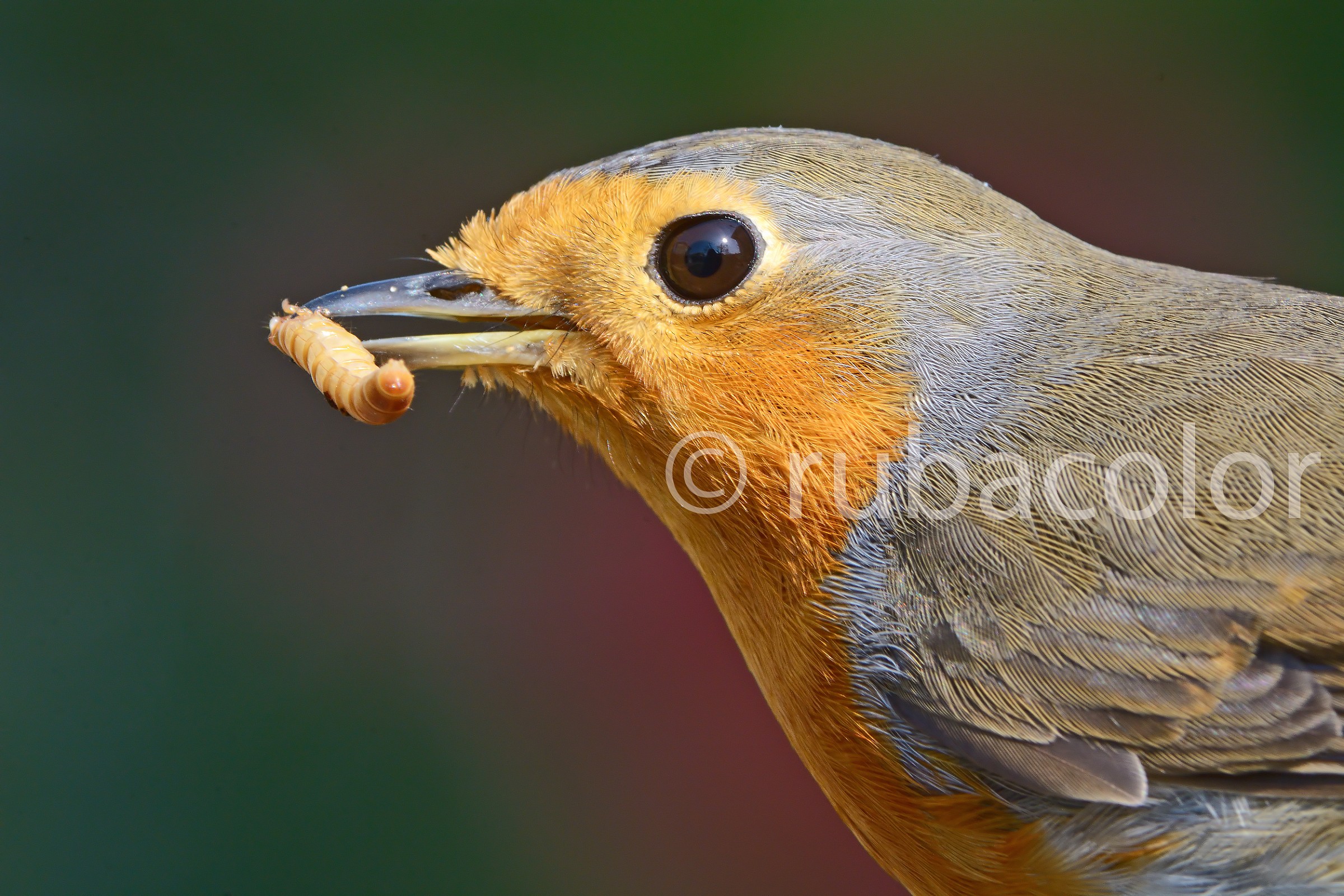 A killer disguised as Robin