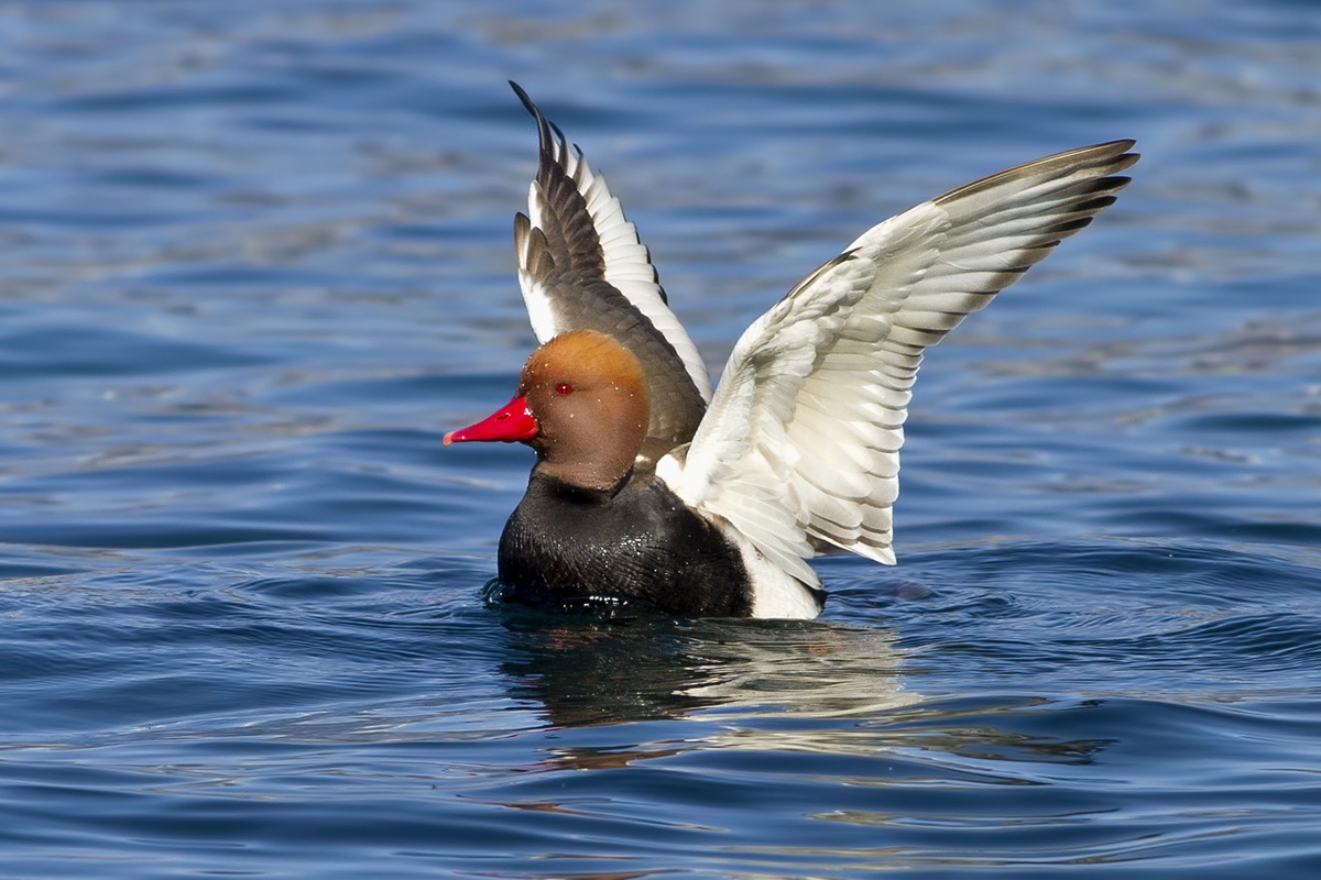 Pochard Turkish