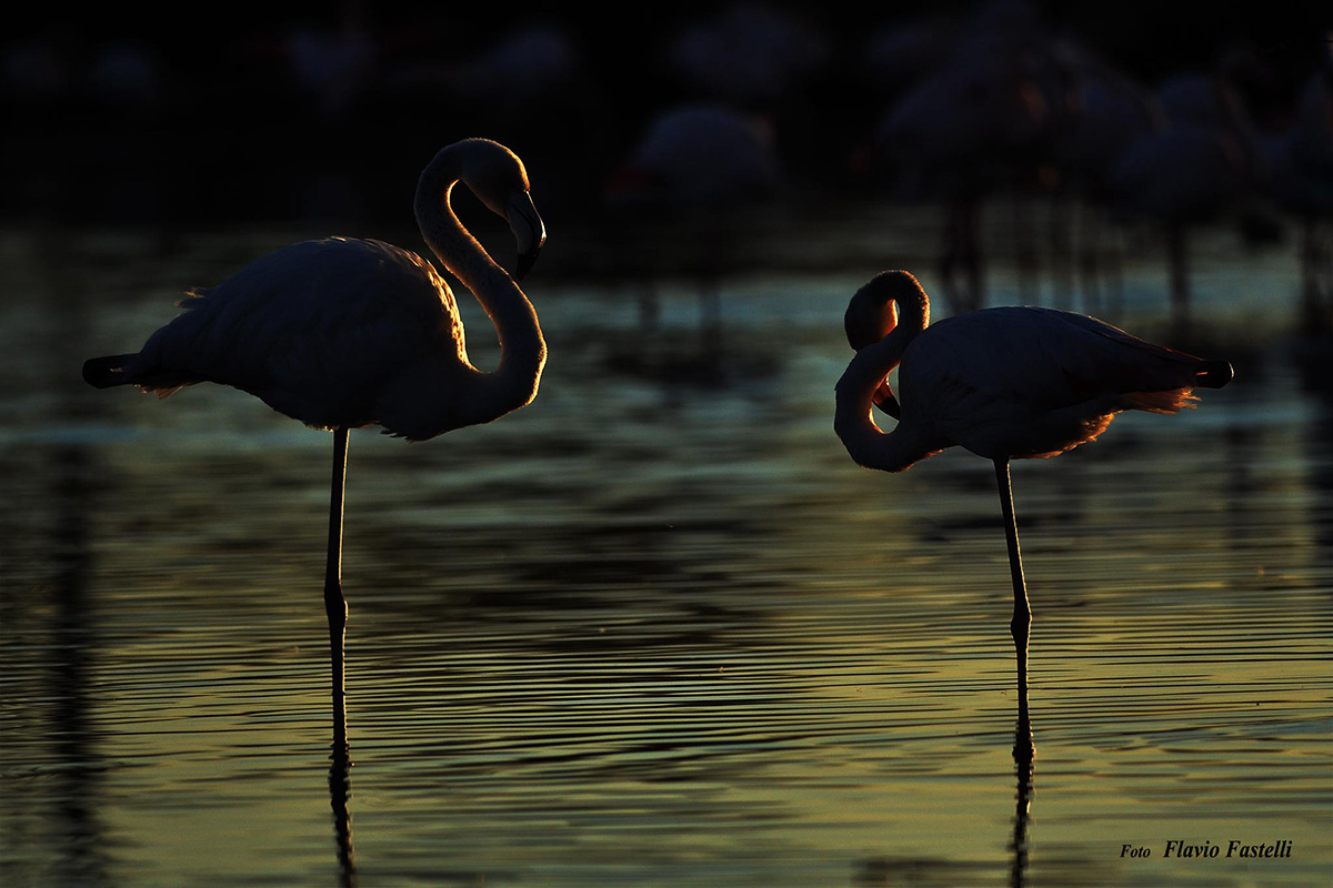 Fenicotteri al tramonto