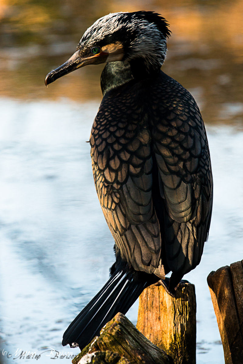 has done everything possible to make herself attractive ...