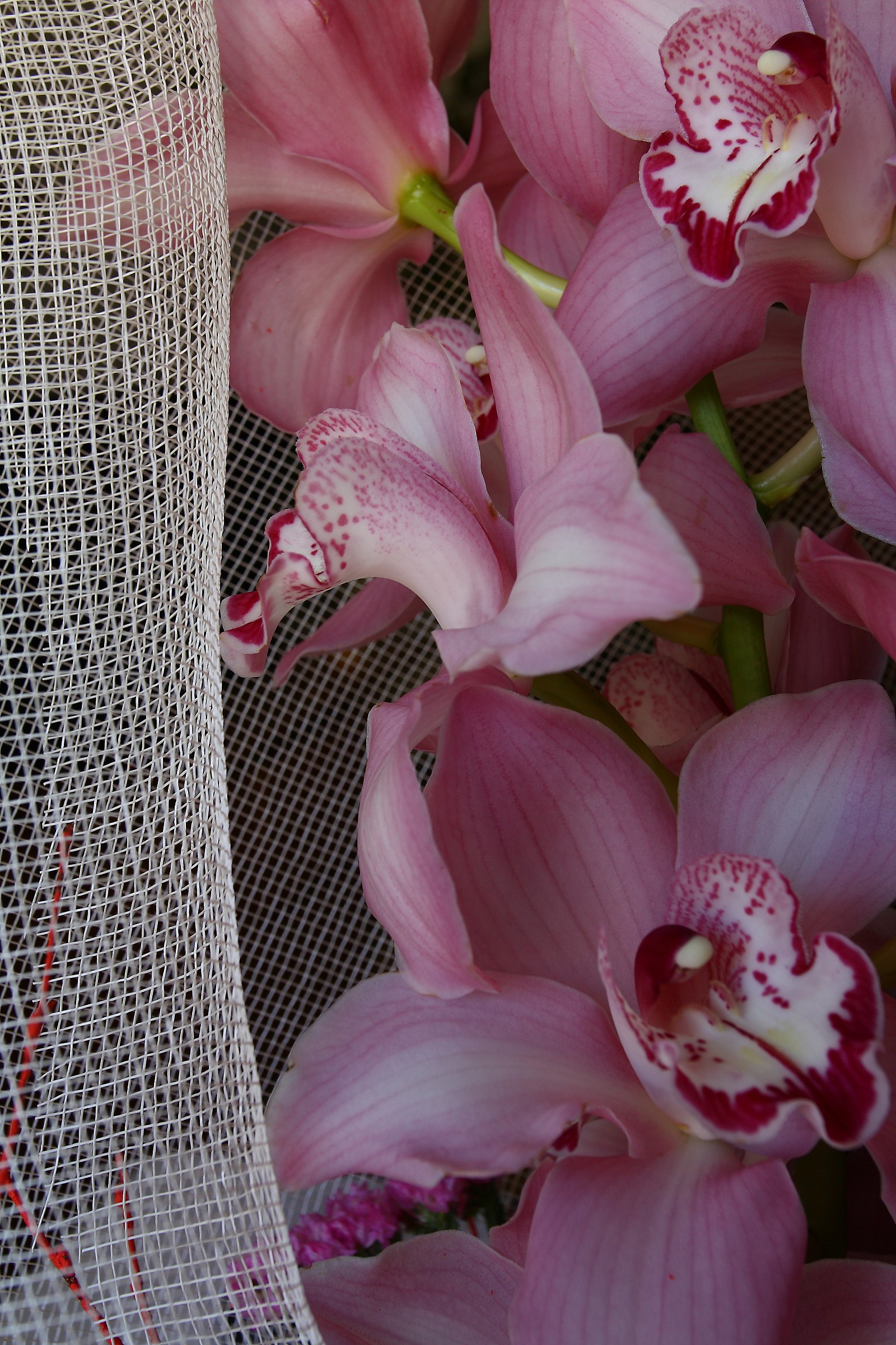 Miraculous Draught of Fishes