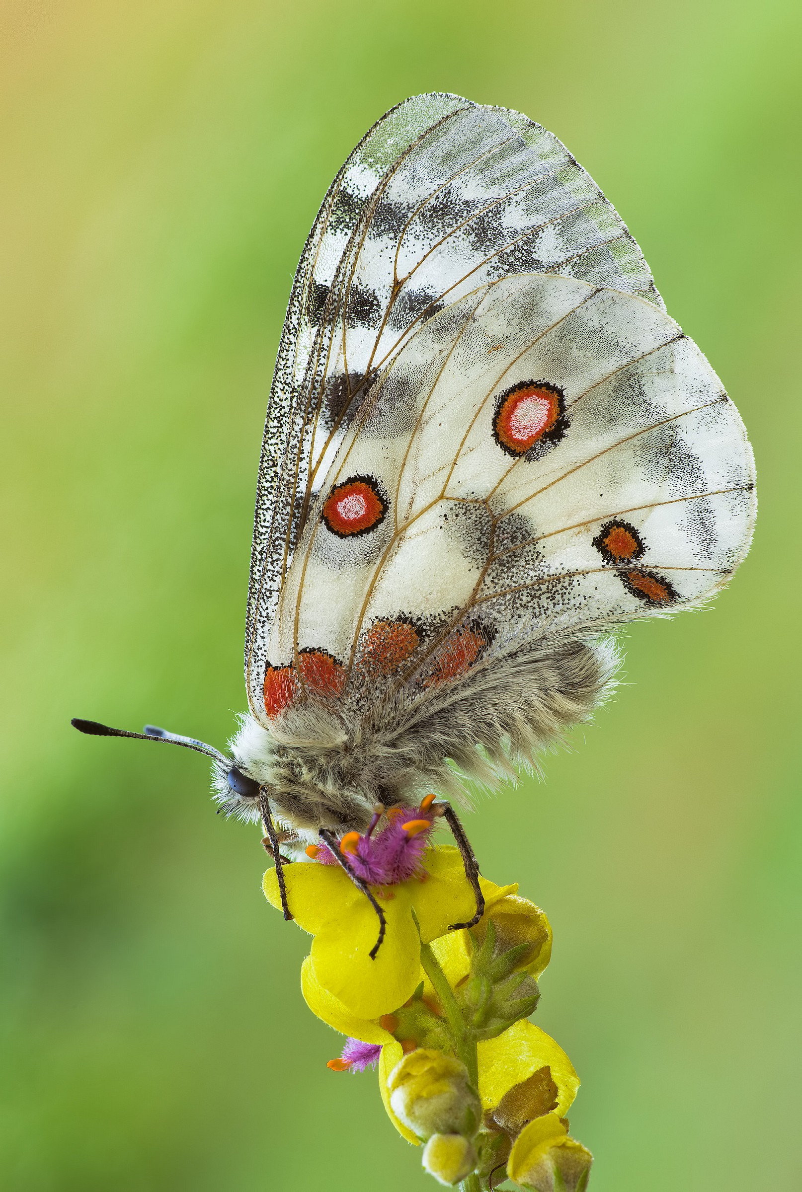 Parnassius apollo