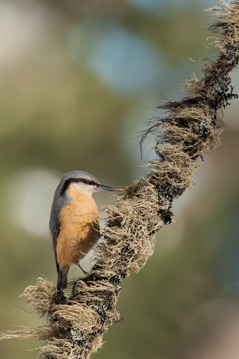 La scalata del picchio muratore