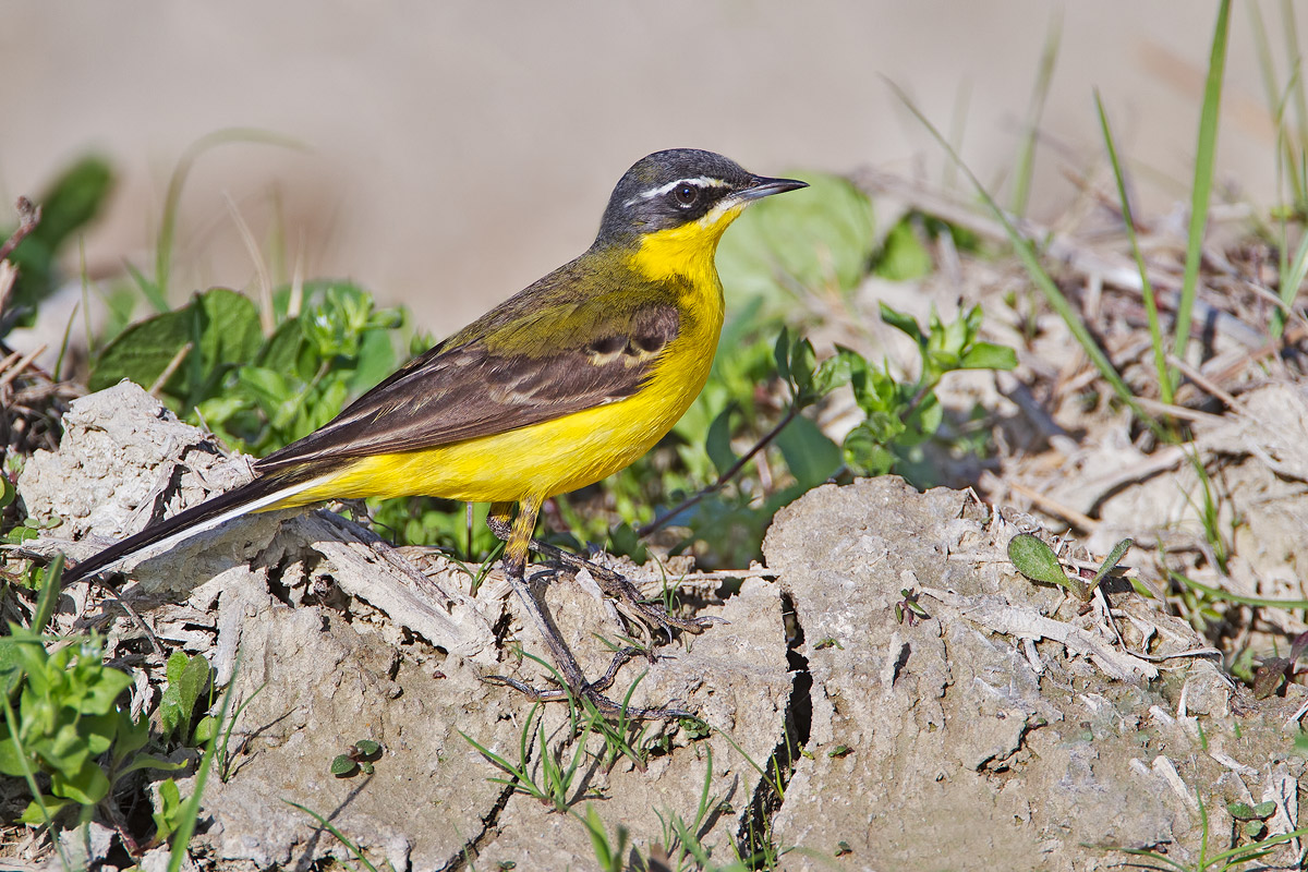 Cutrettola maschio ssp. flava