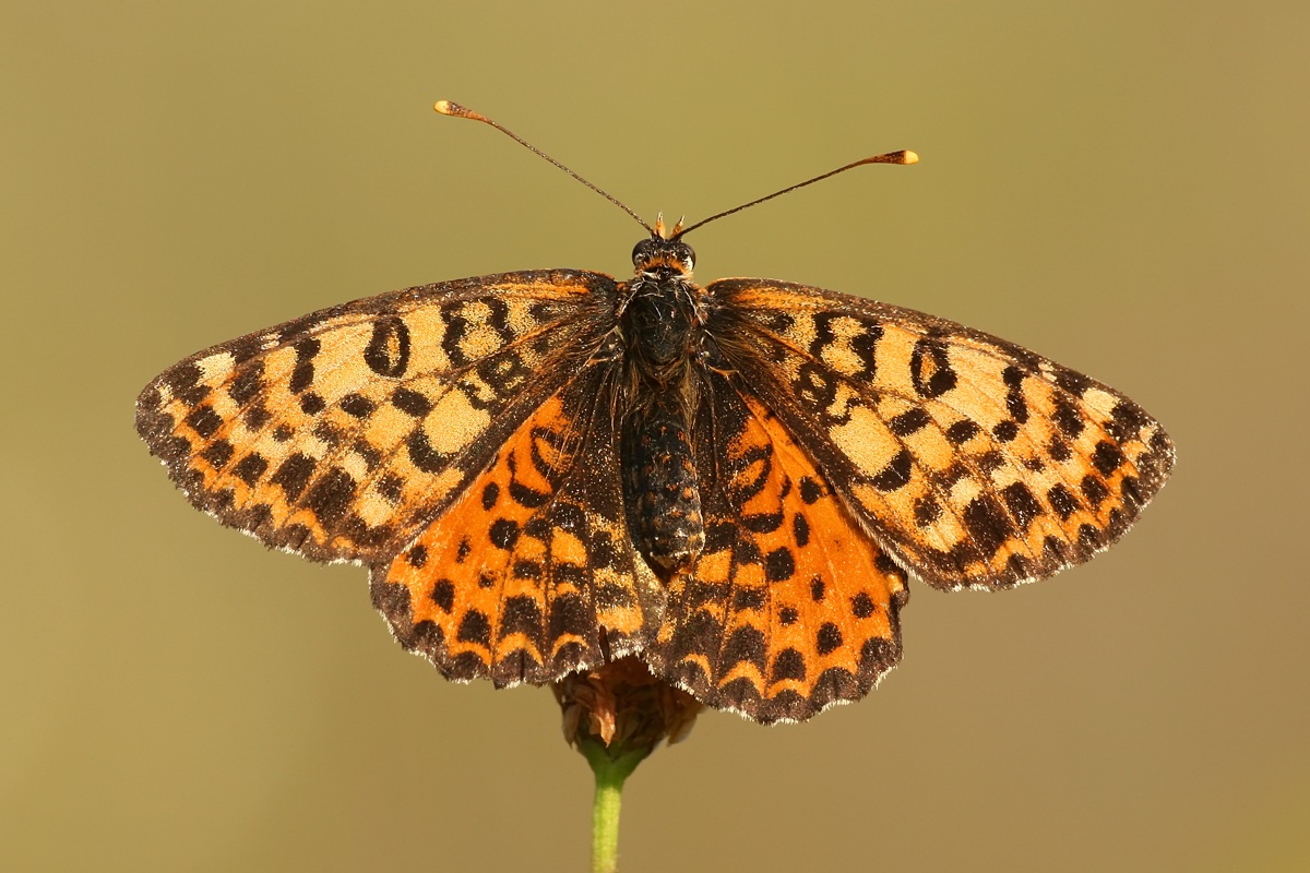Melitaea didyma