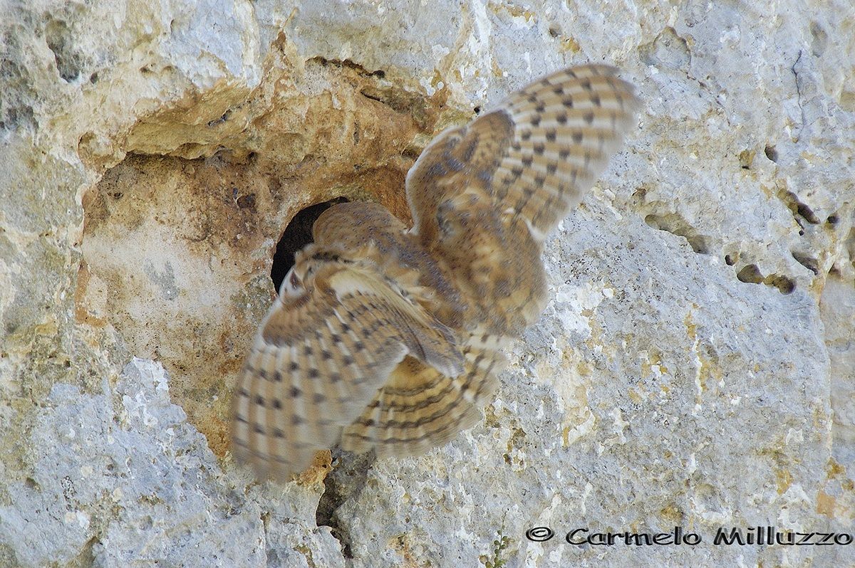 Barbagianni, il ritorno a casa