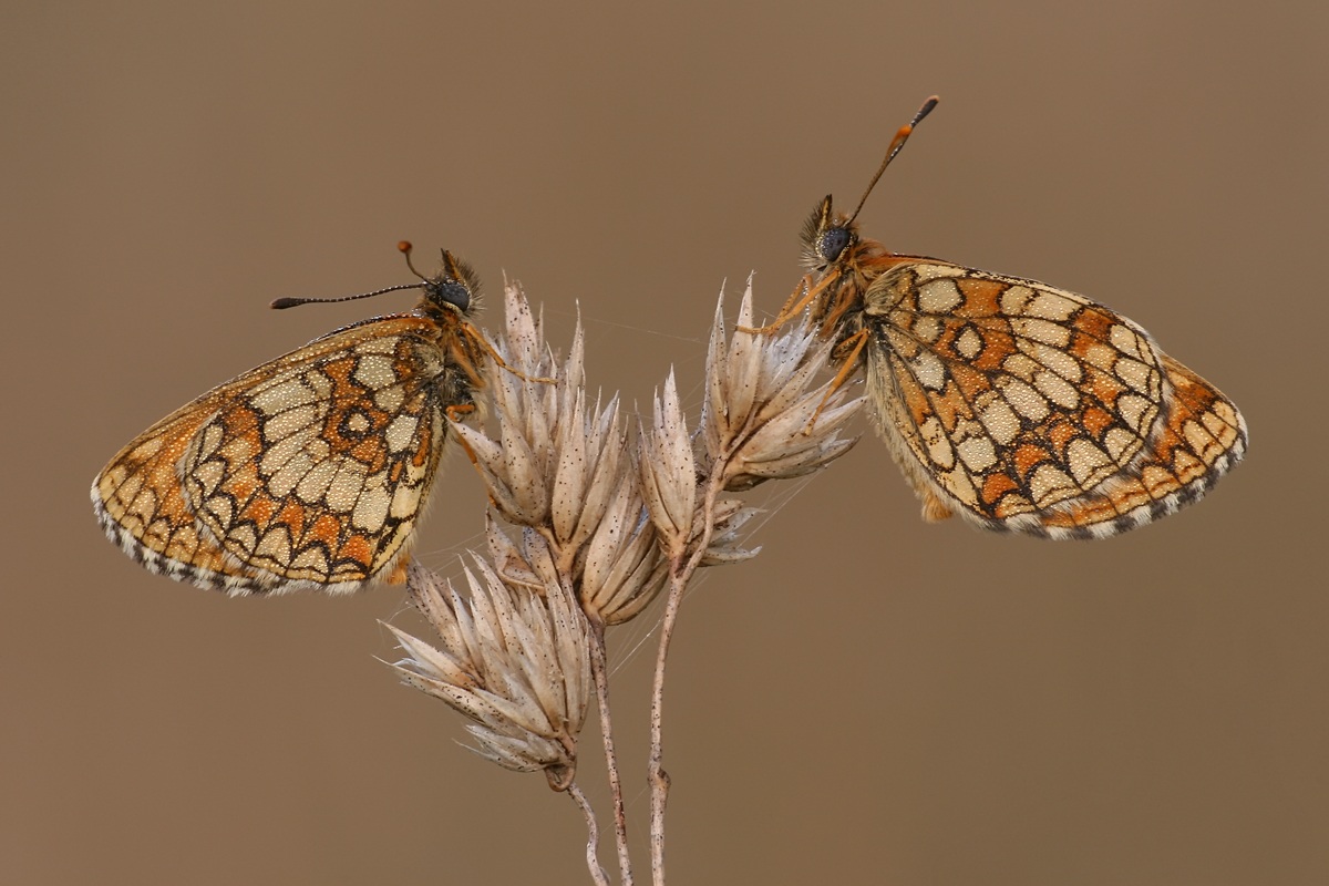 Melitaea athalia