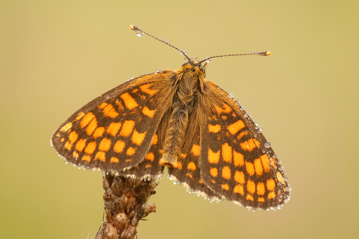 Melitaea athalia