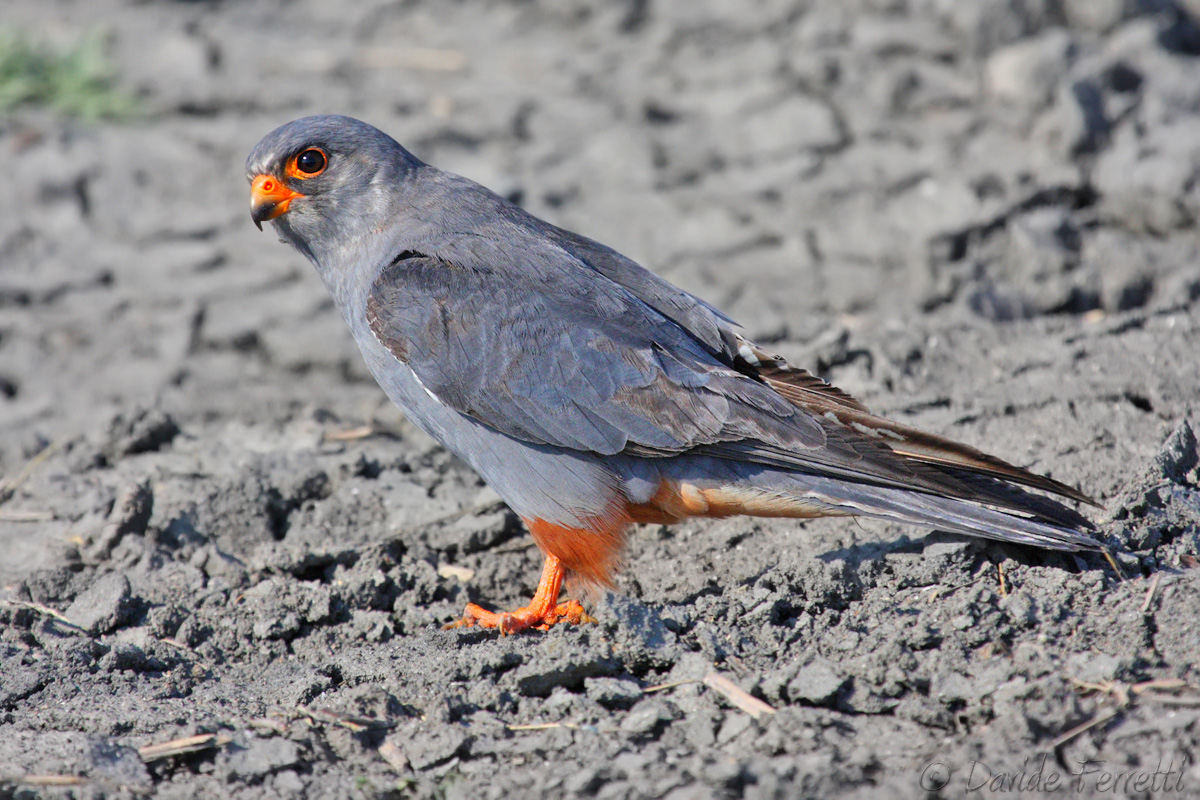Red-footed Falcon