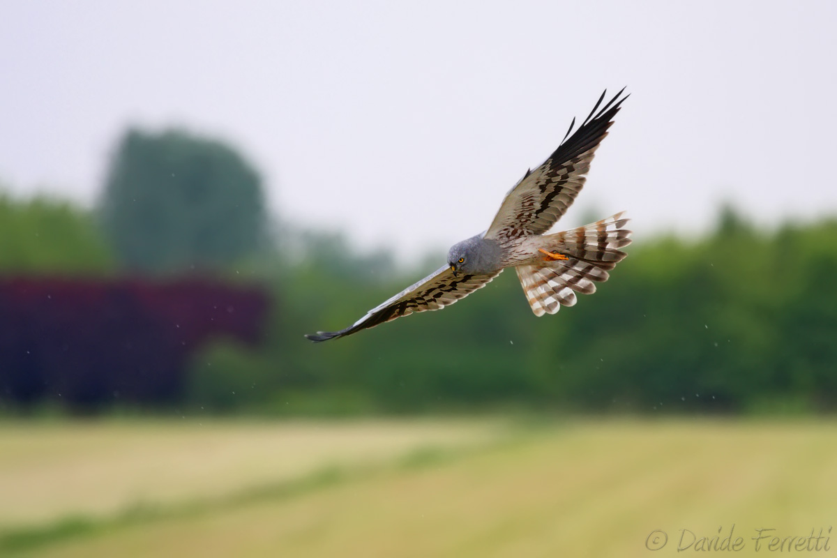 Montagu's Harrier