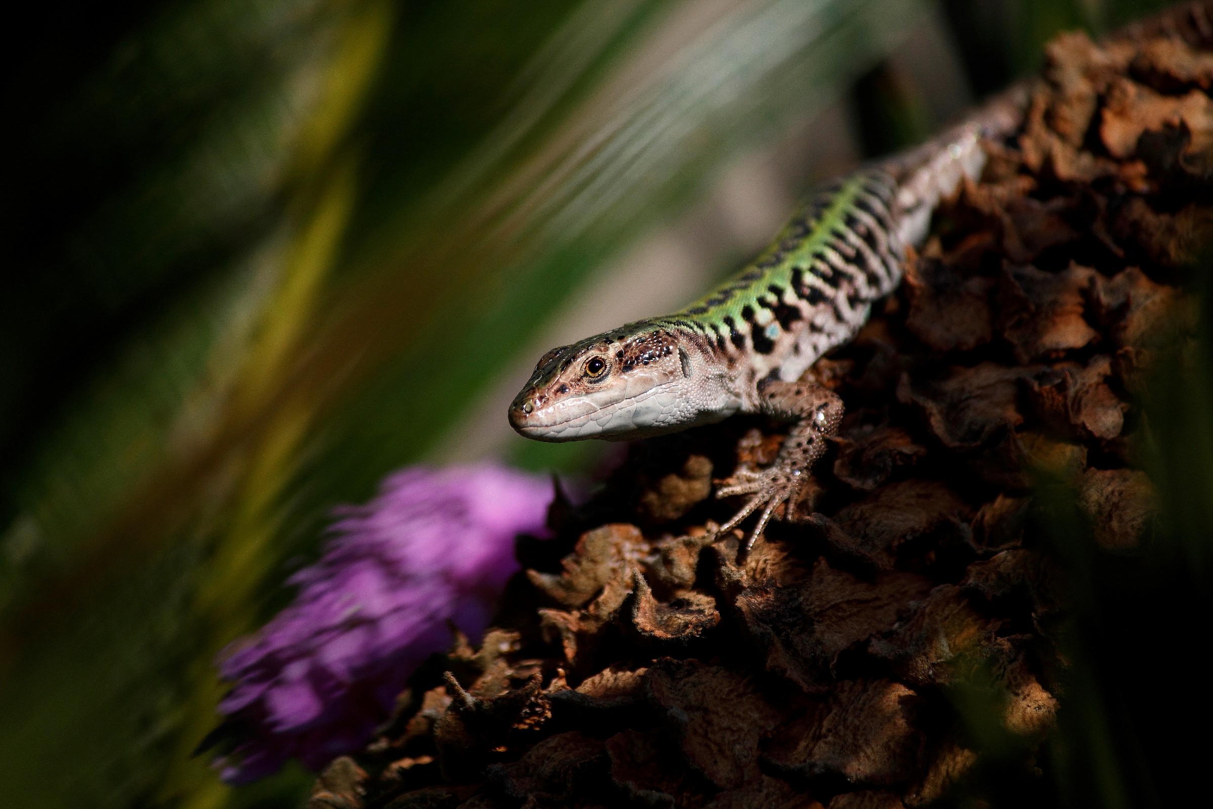 lizard on cycad