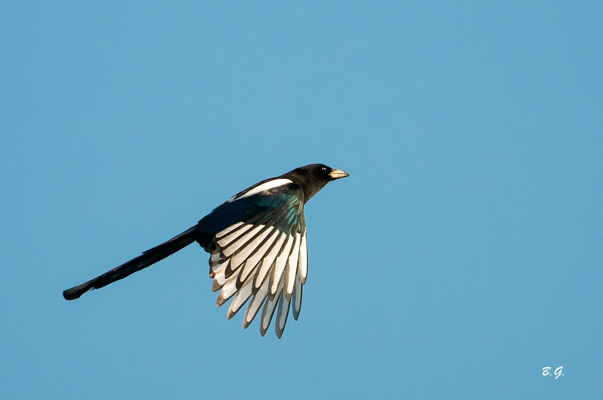 The Magpie Ticino