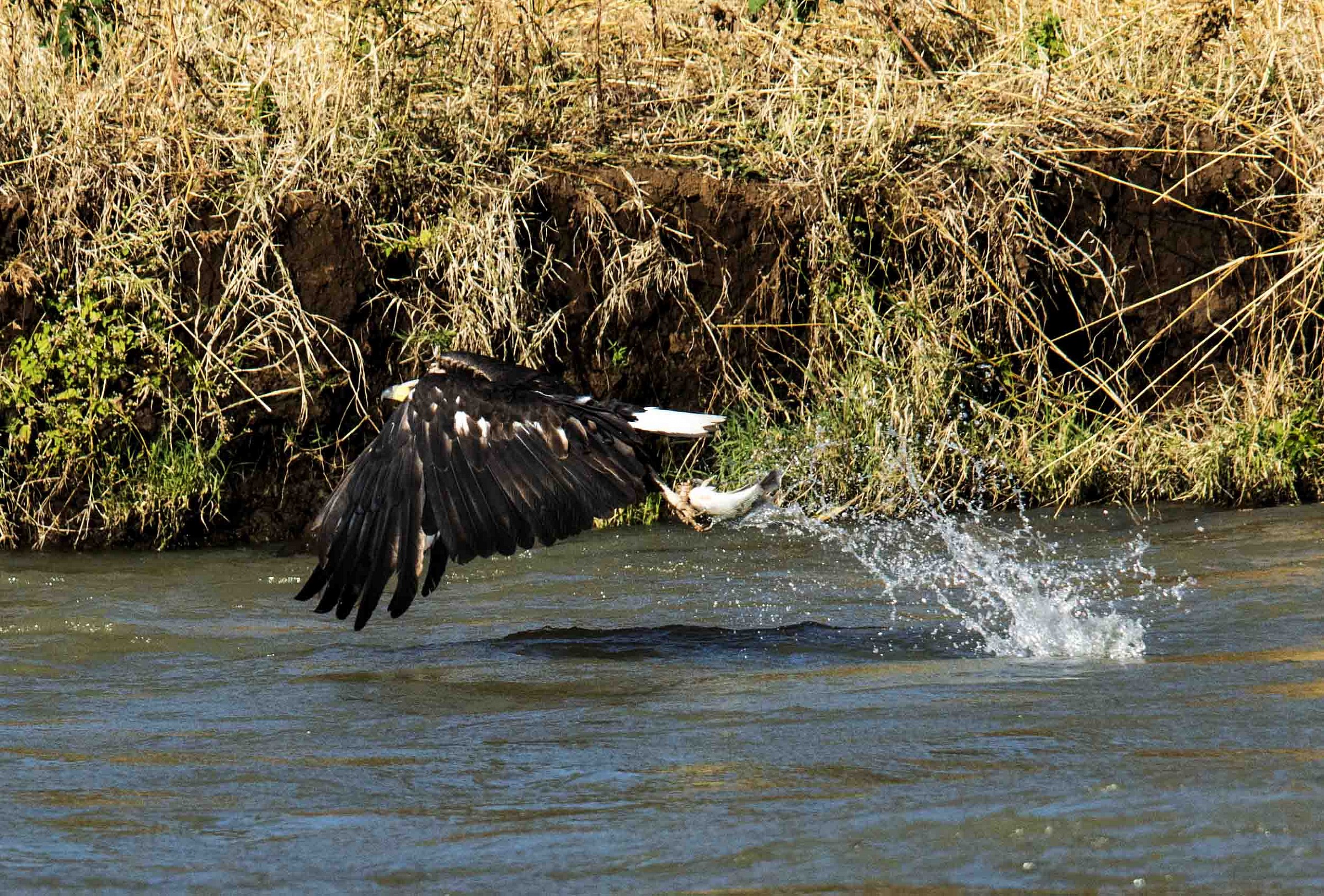African Fish Eagle in fishing 3