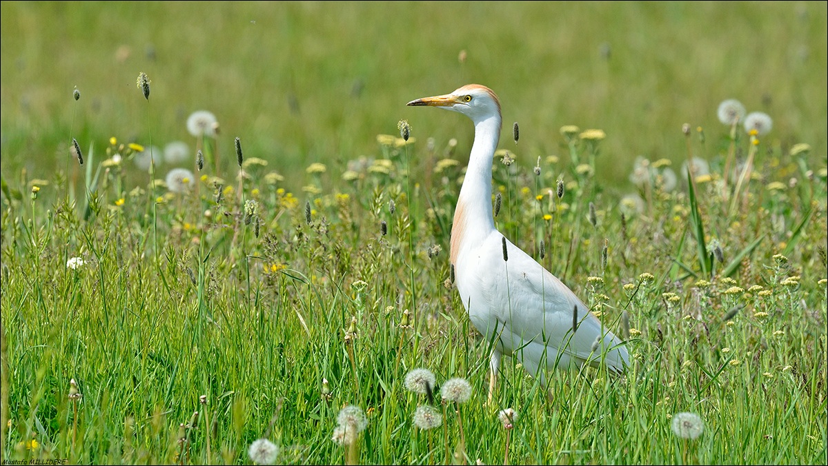 Airone guardabuoi ...