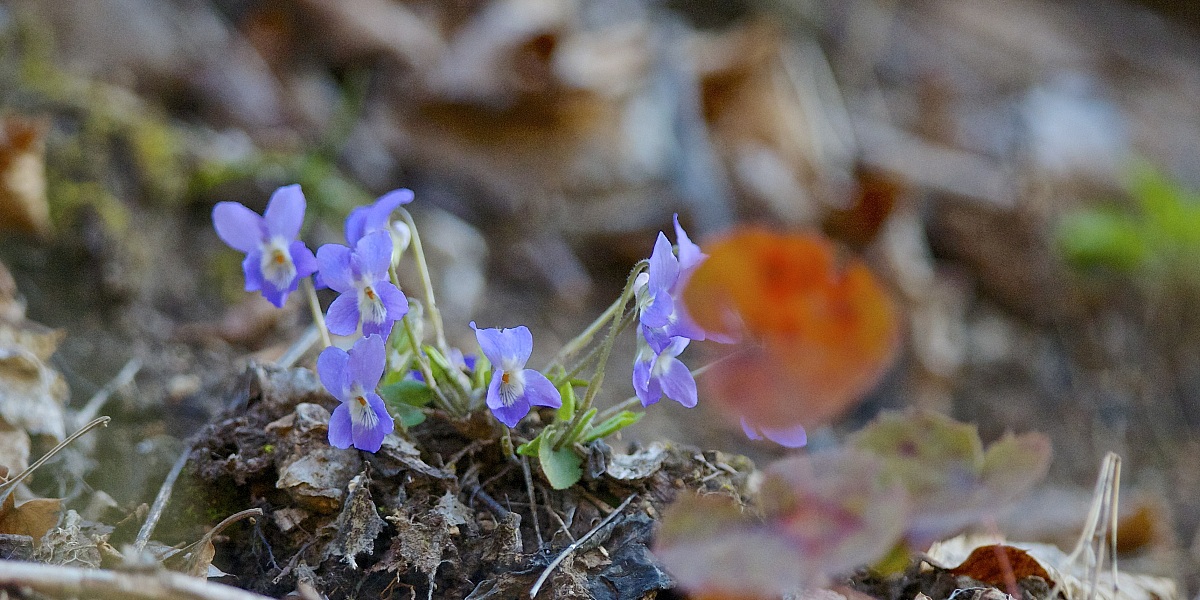 wild violet (Viola reichenbachiana)