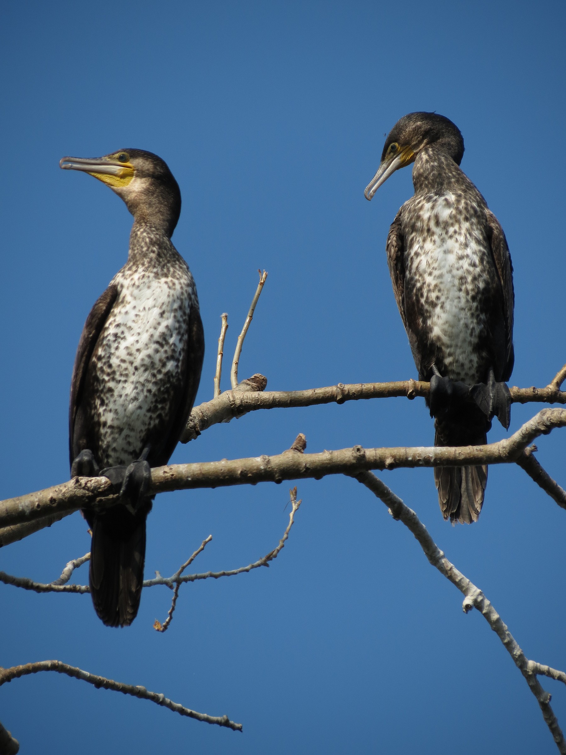 Cormorants