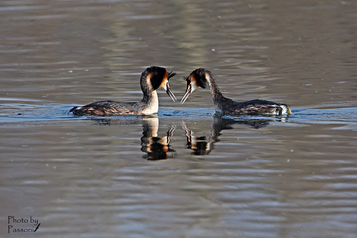 Facciamo conoscenza?