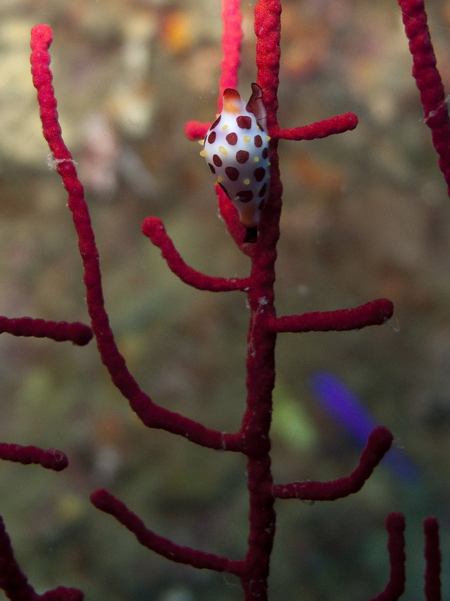 Cowrie on Gorgonian Coral - Raja Ampat