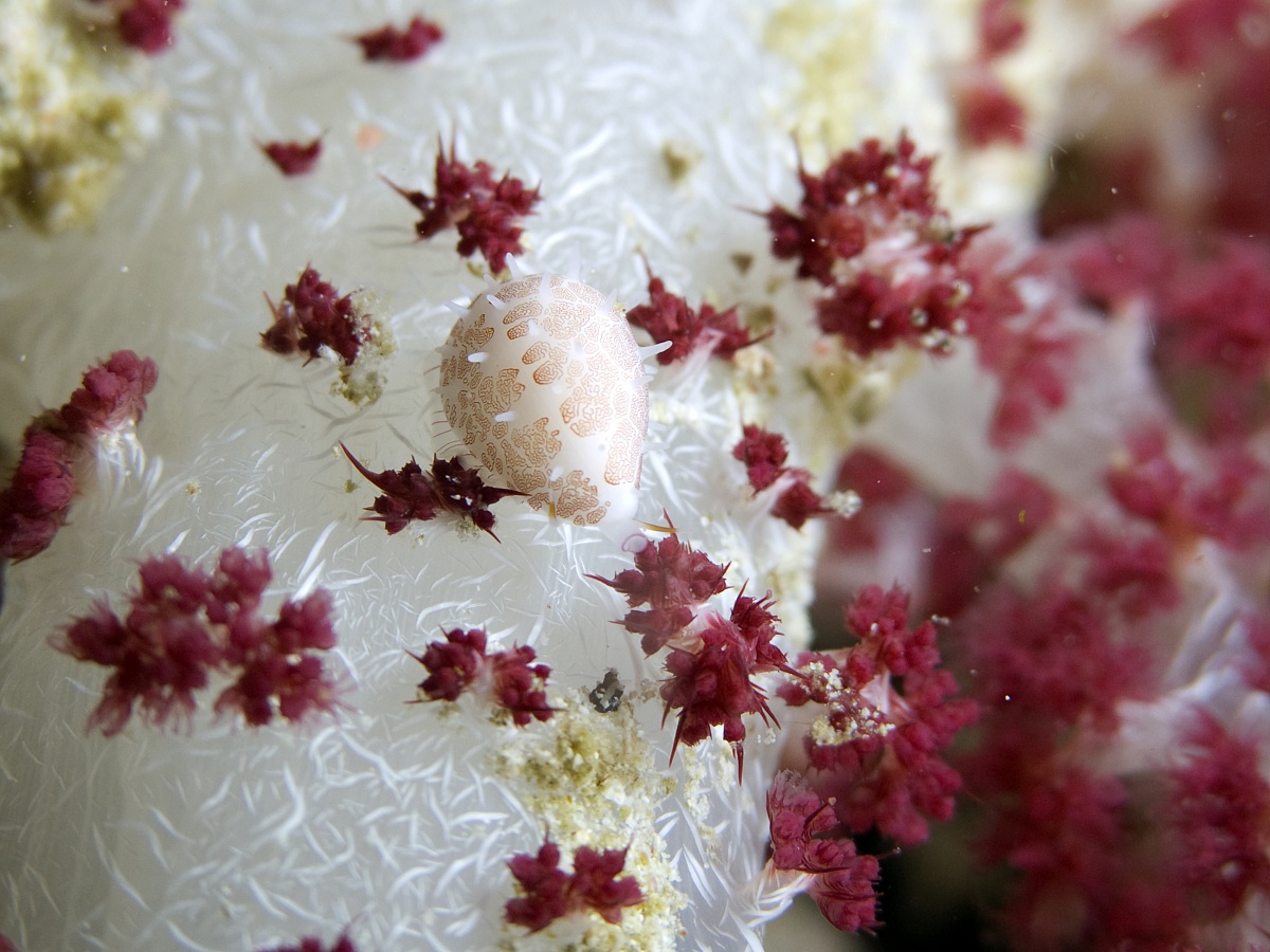 Cowrie on Alcyonaria Coral - Raja Ampat