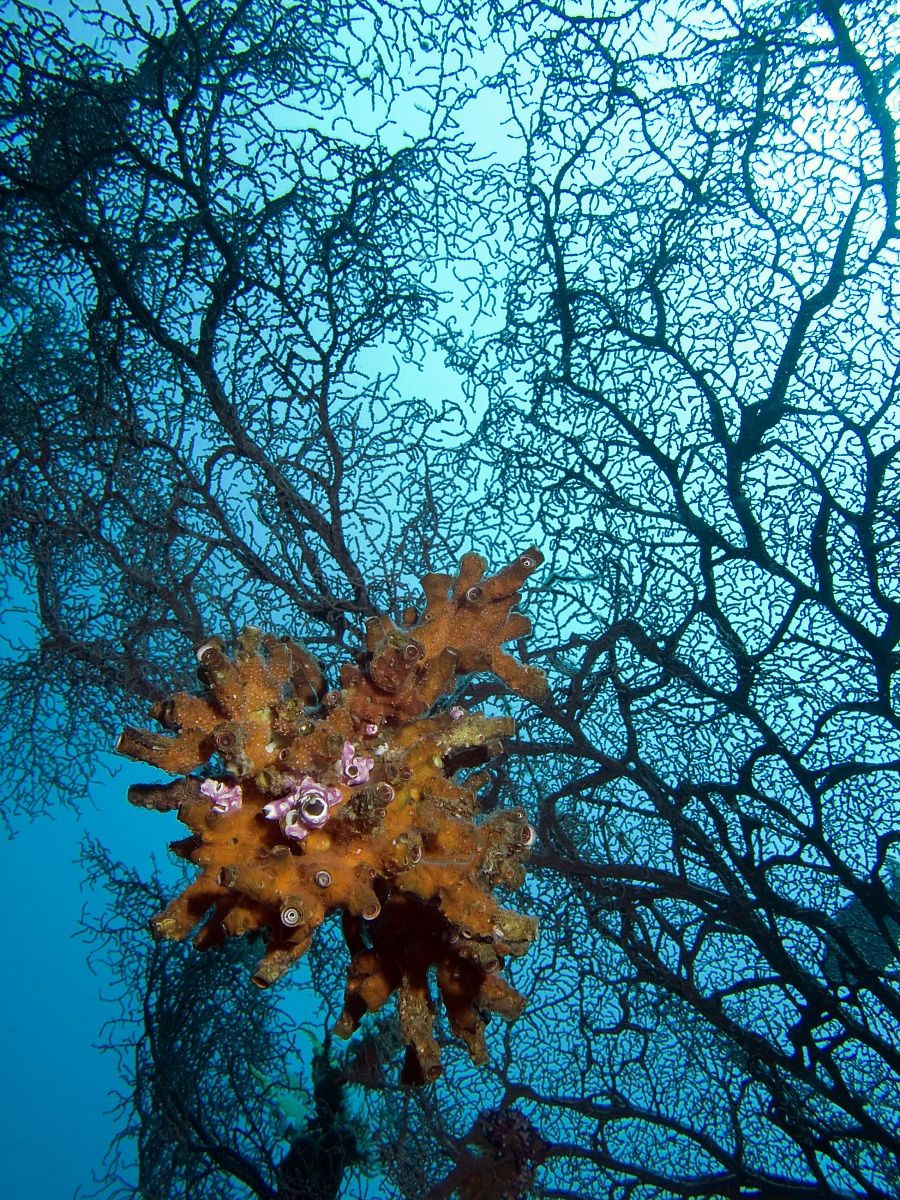 Black Coral Fan - Raja Ampat