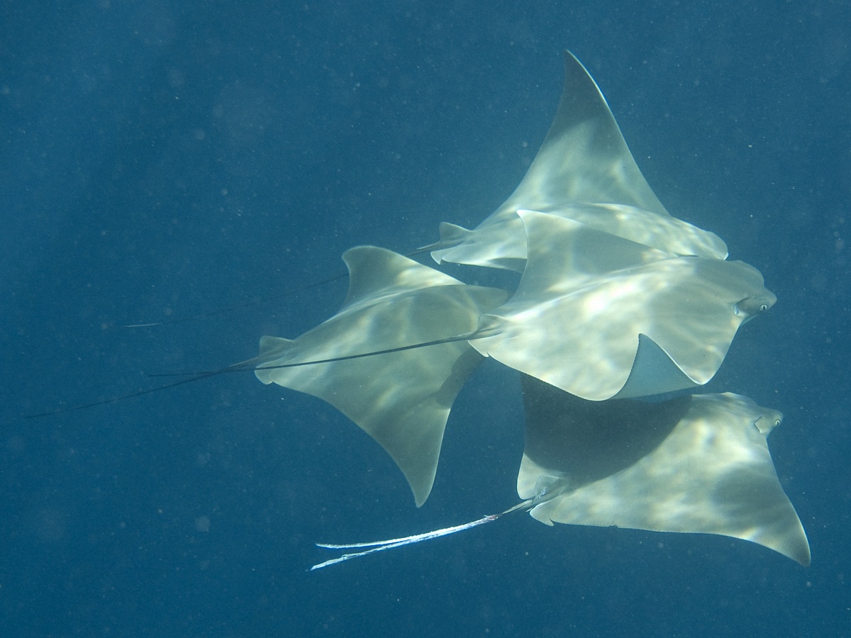 Pacific Cownose Rays (Rhinoptera steindachneri)
