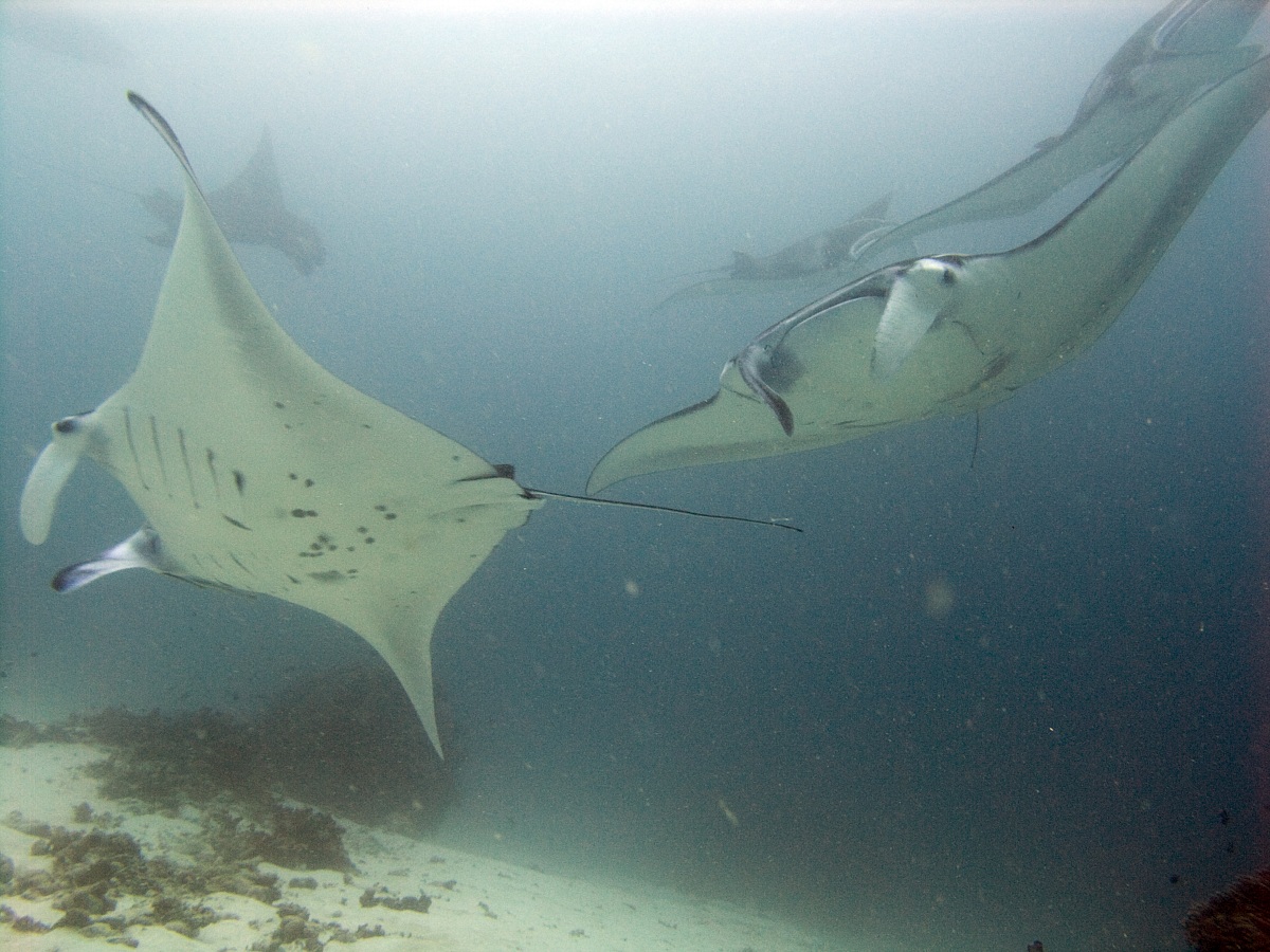 Tailing Mantas in murky water