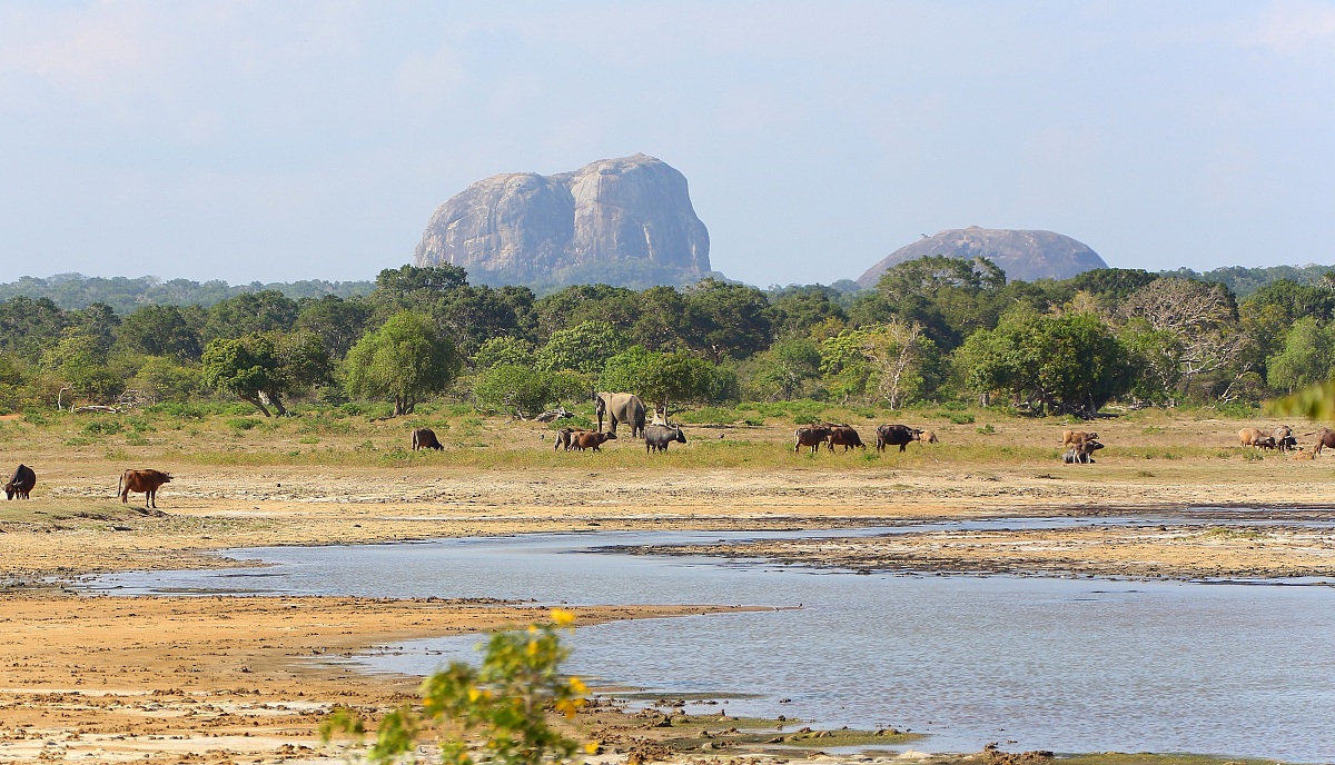 Yala National Park