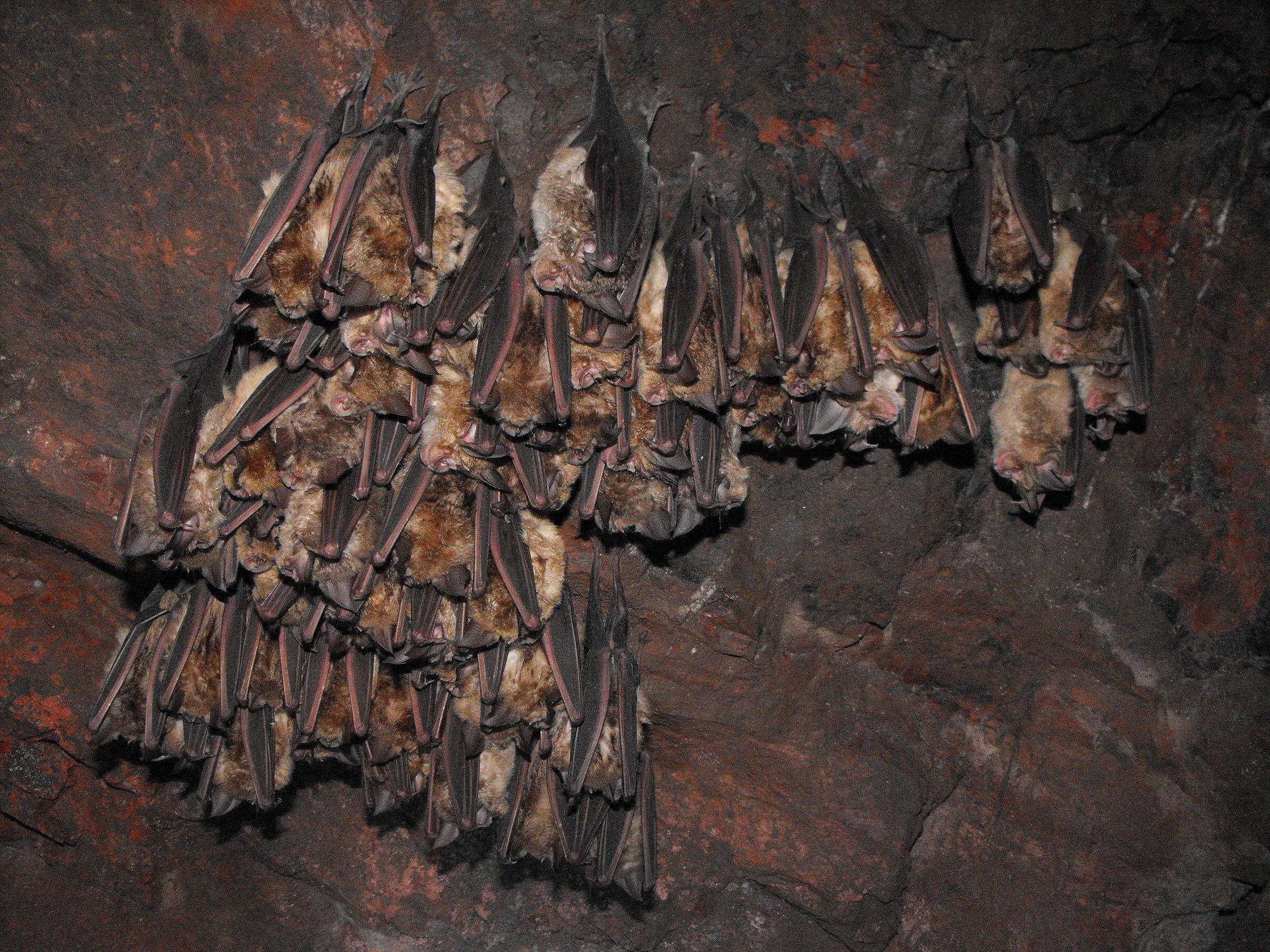 Ferro di cavallo maggiore