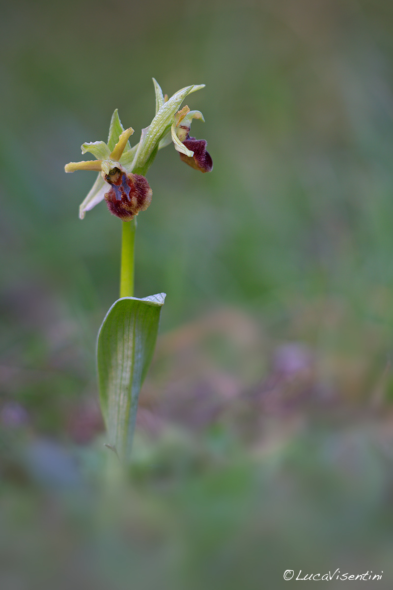 Ophrys sphegodes
