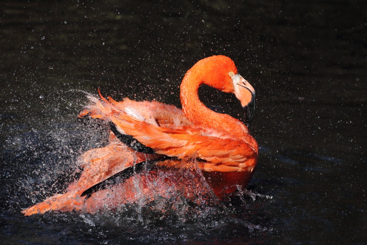 Cuban flamingo