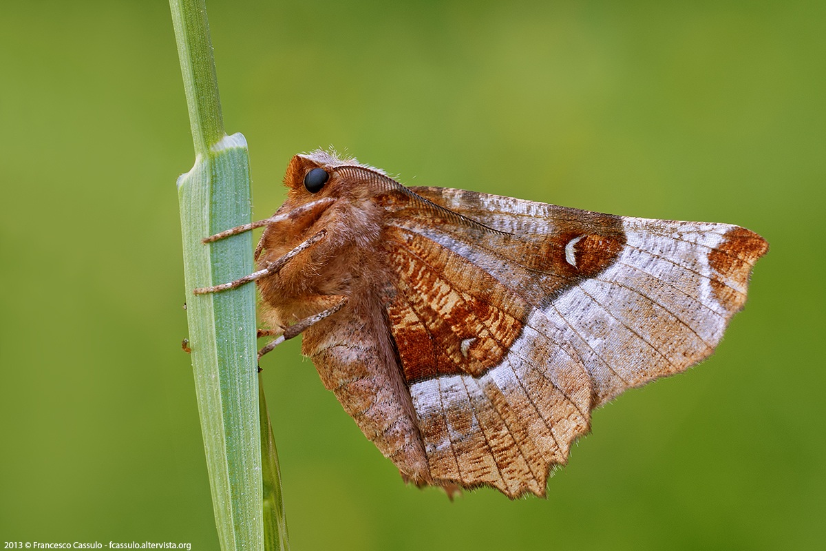 Selenia tetralunaria (Hufnagel, 1767)