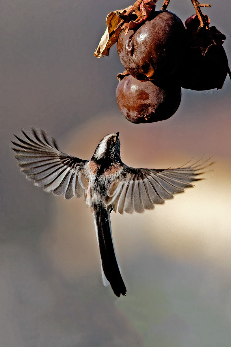 Long-tailed Tit "Holy Spirit"