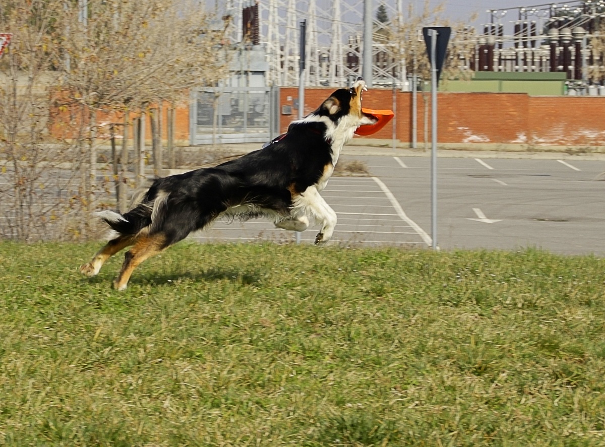 Al parco con il frisbee