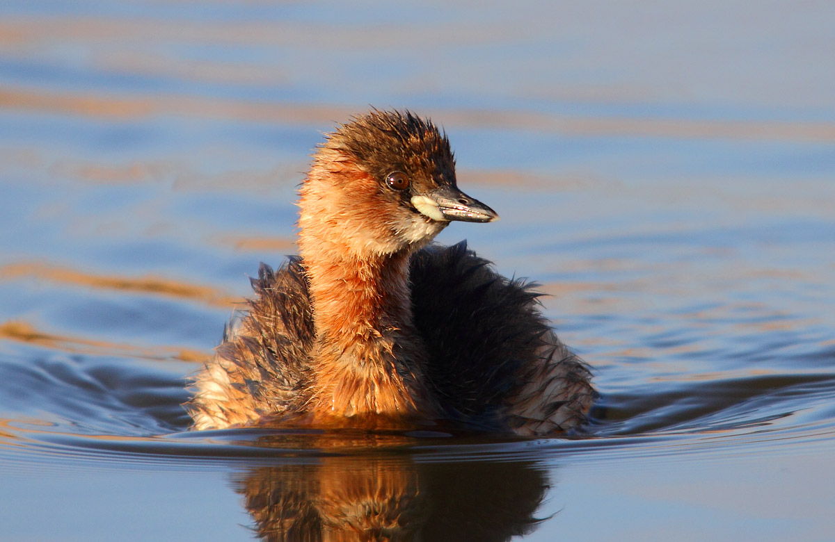 Little Grebe
