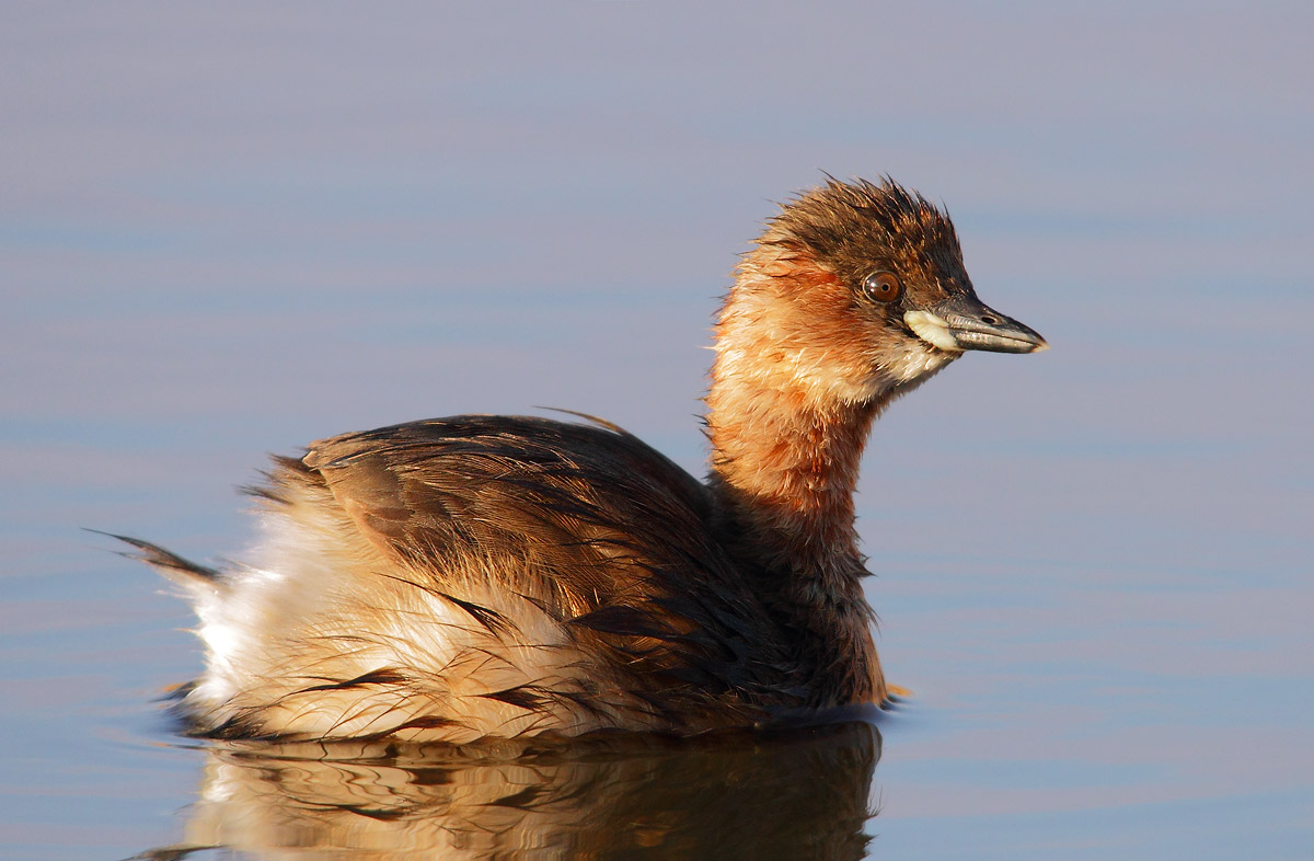 Little Grebe