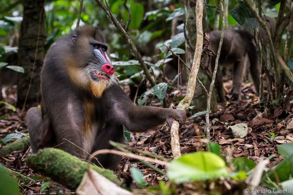 Male Mandrill