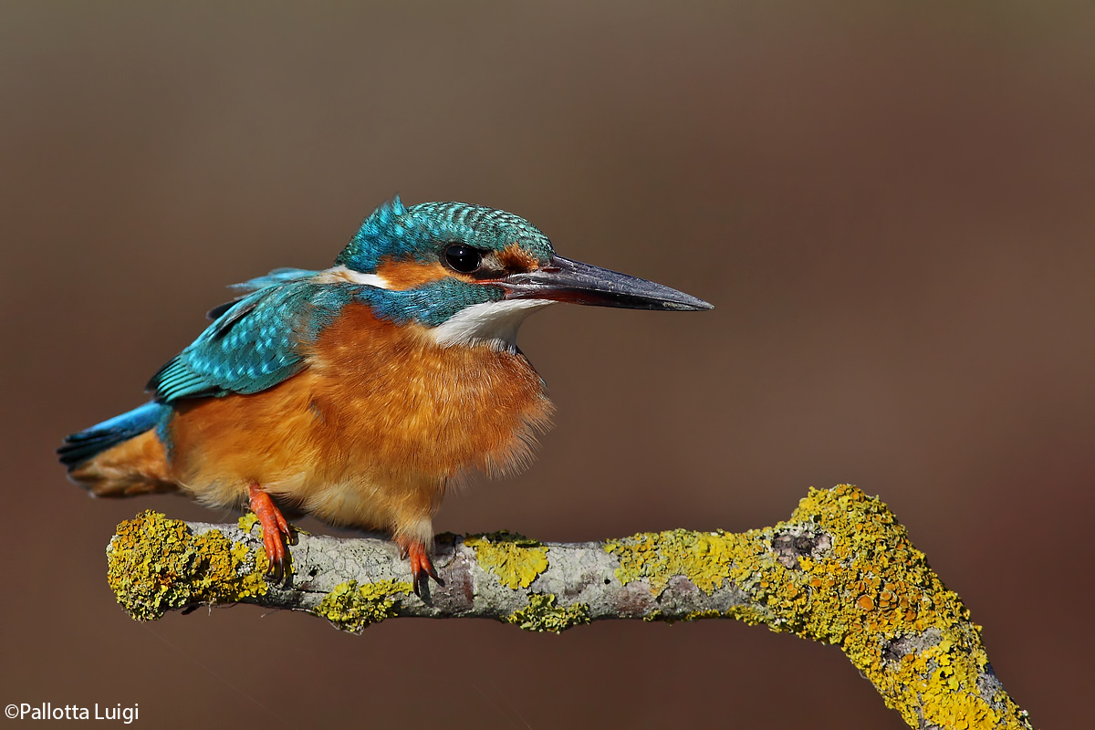 Kingfisher (Alcedo atthis)