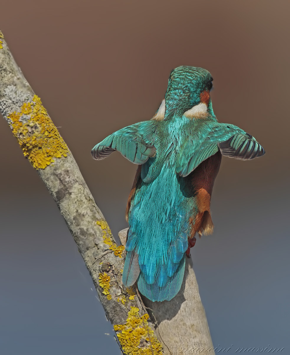 L'attimo prima del tuffo(Alcedo atthis)