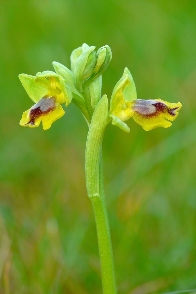 Ophrys sicula
