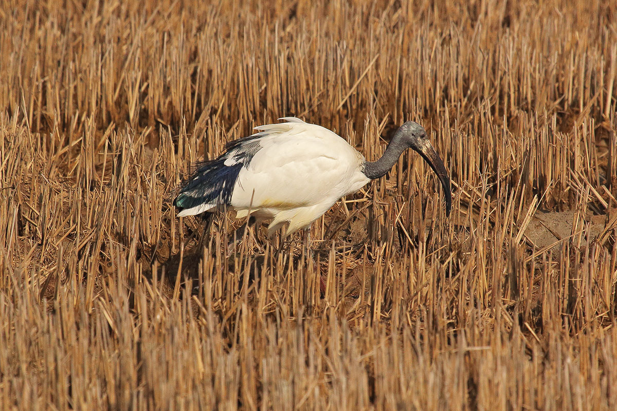 sacred ibis