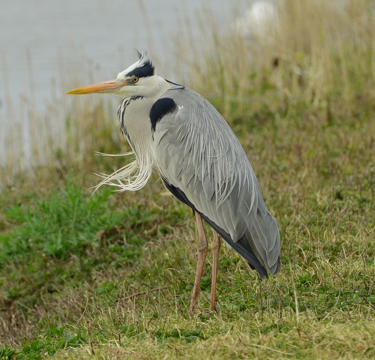 Heron