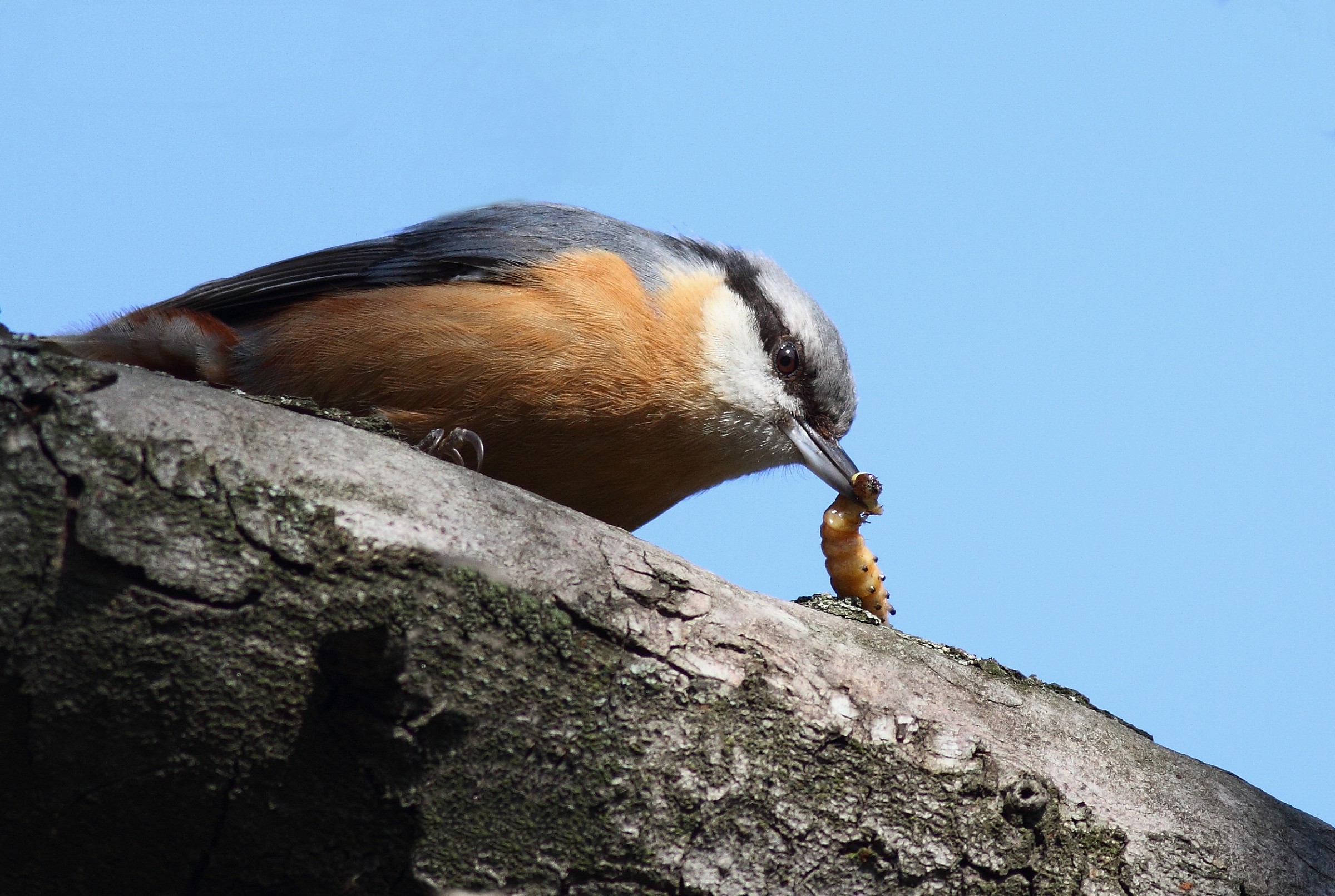 Sitta (Sita Europea)