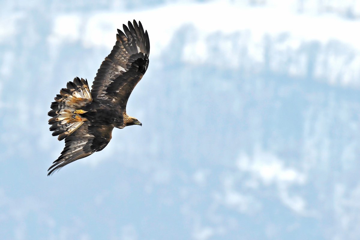Golden Eagle ... opps I saw! ...
