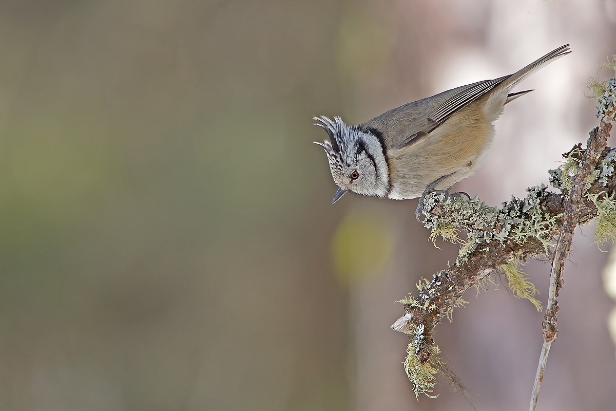 Cincia dal ciuffo (Lophophanes cristatus)