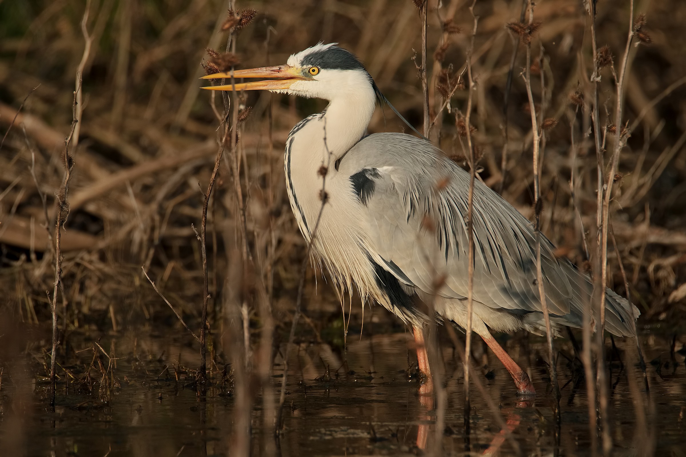 Heron at 3000px (Tamrex)