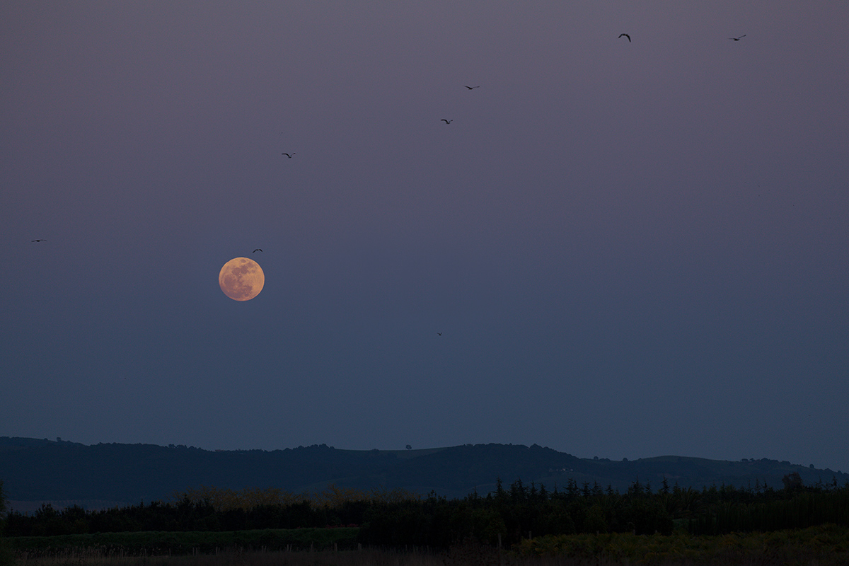 Limestone band (Grosseto)