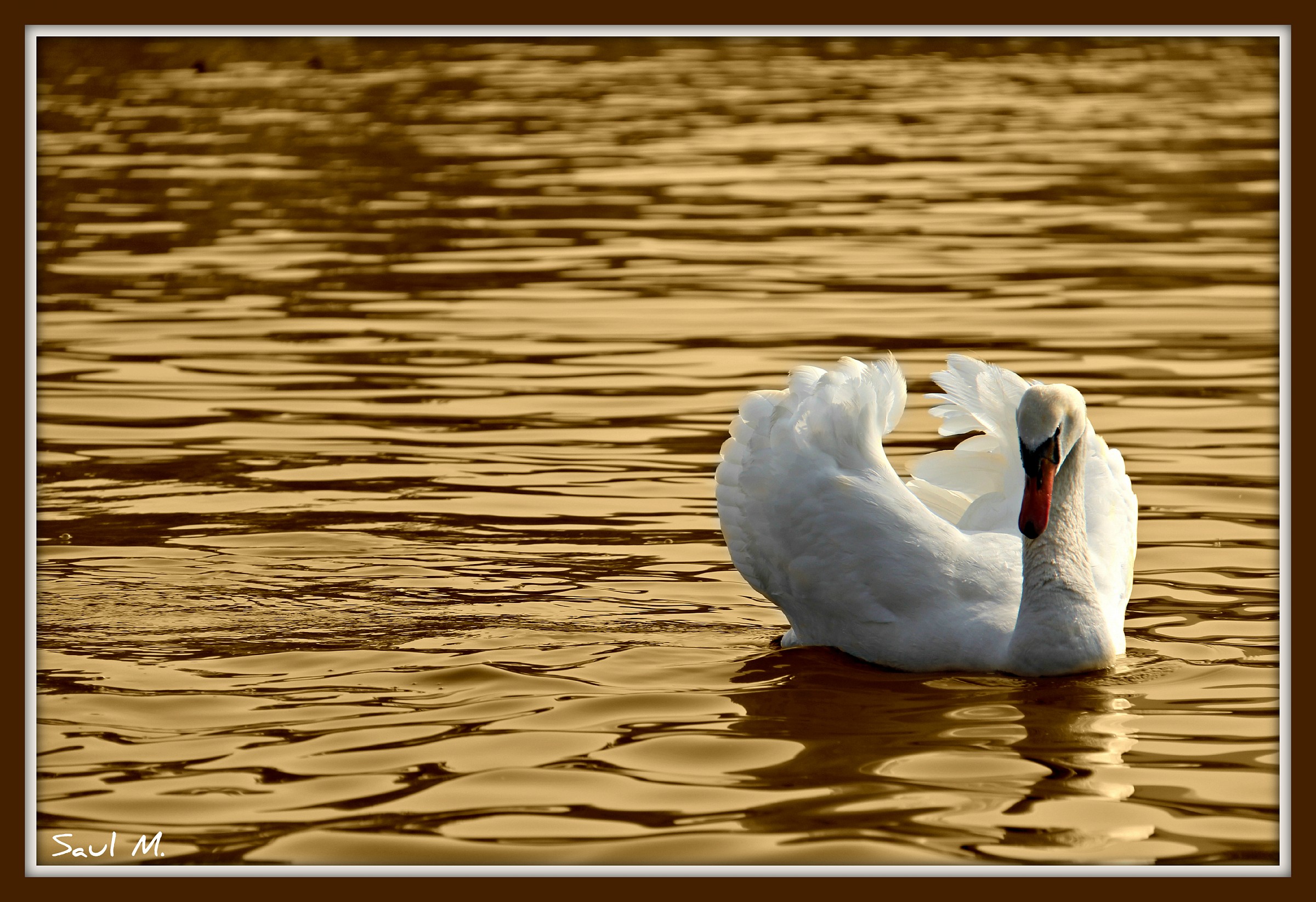 white swan in the golden waters